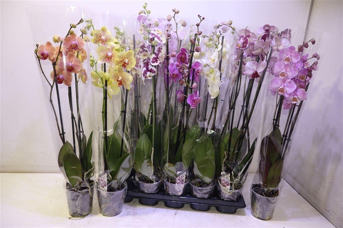 <h4>Phal Gem</h4>