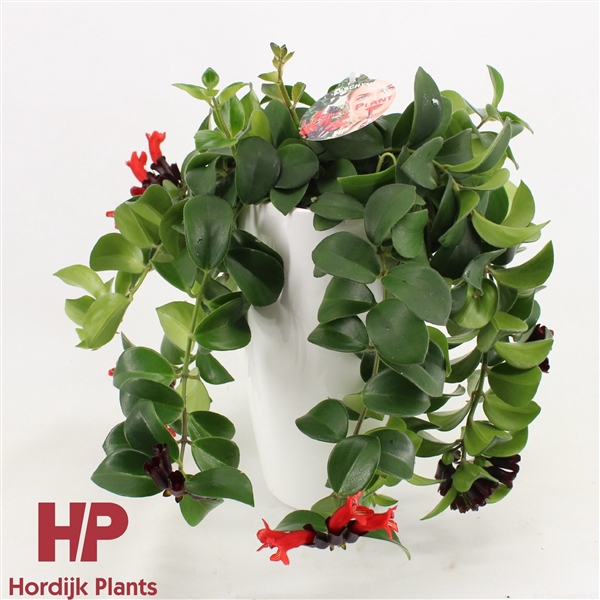 <h4>Aeschynanthus Mona Lisa Keramiek Wit</h4>