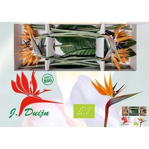 Strelitzia Orange 23 Cm X12 Organic