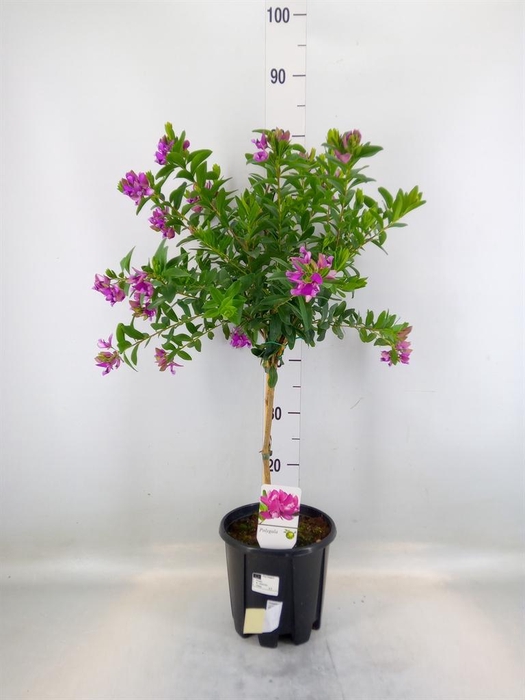 <h4>Polygala myrtifolia</h4>