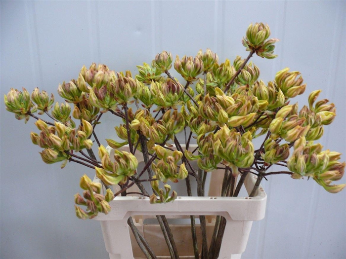 <h4>Rhodo ( Azalea ) Light Yellow 50cm P Stem</h4>