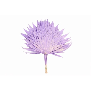 Dried Palm Sun 6pc Milka Bunch