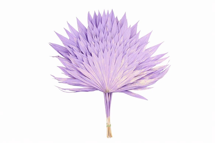 <h4>Dried Palm Sun 6pc Milka Bunch</h4>