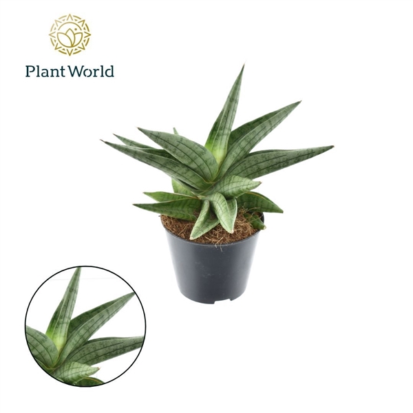 <h4>Sansevieria 'Helios Dwarf' P8,5</h4>