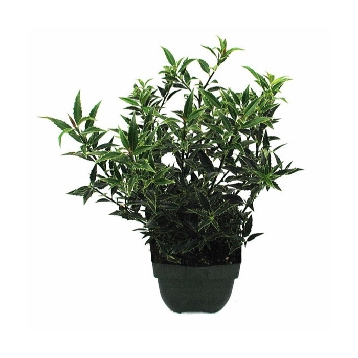 <h4>Ilex aquifolium 'Myrtifolia' P17</h4>