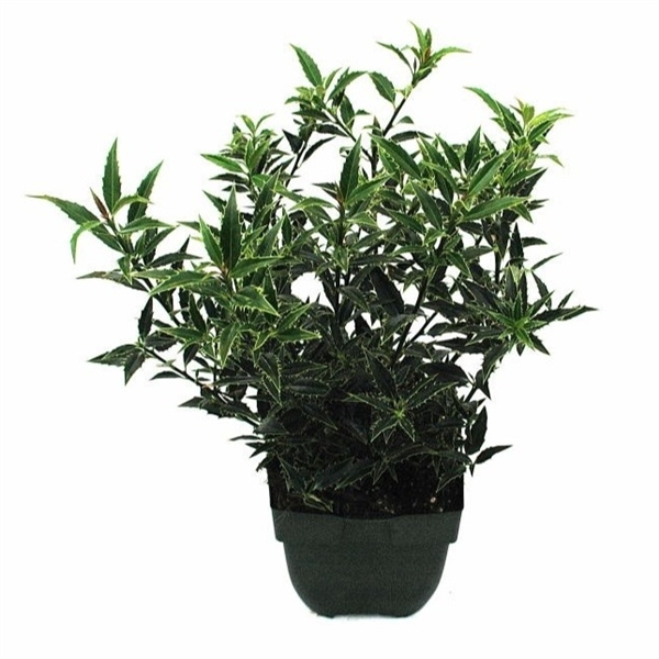 <h4>Ilex aquifolium 'Myrtifolia' P17</h4>