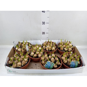 Muscari  'Magic Blue'