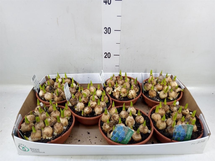 <h4>Muscari  'Magic Blue'</h4>