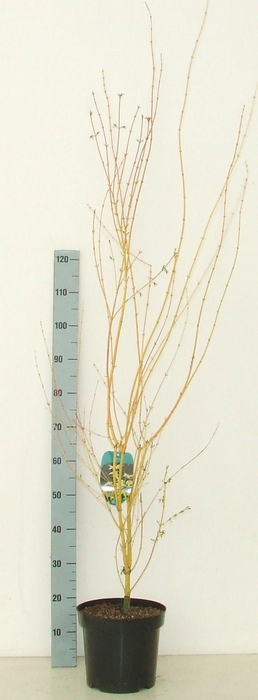 <h4>Acer palmatum 'Bi Hoo' P26 Full CC</h4>