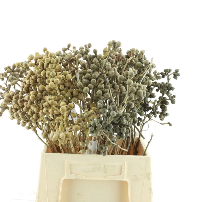 <h4>Euca Berries X5</h4>