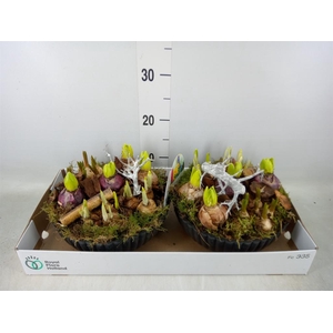 Arr.   Bol/Knolgewas L%