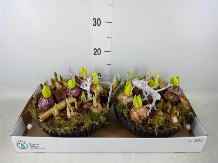 <h4>Arr.   Bol/Knolgewas L%</h4>