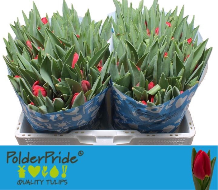 <h4>TU EN RED STONE</h4>