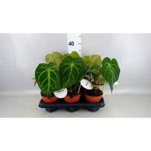 Anthurium   ...