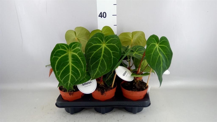 <h4>Anthurium   ...</h4>