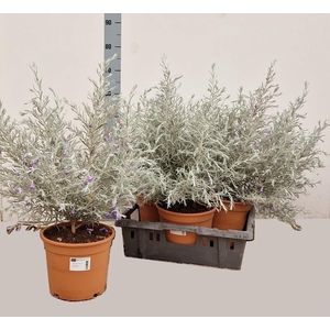 EREMOPHILA NIVEA