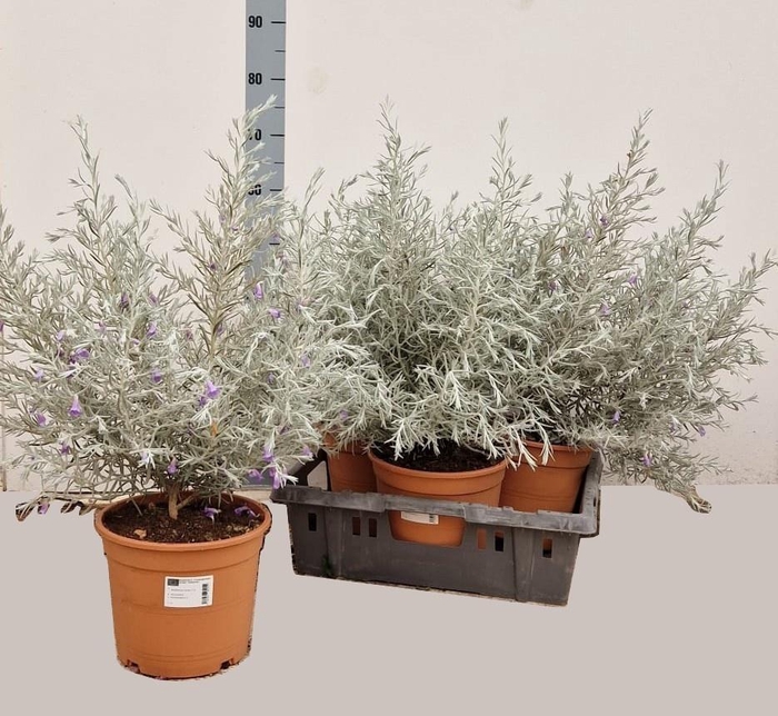 <h4>EREMOPHILA NIVEA</h4>