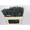 Eryngium Blue Dynamite