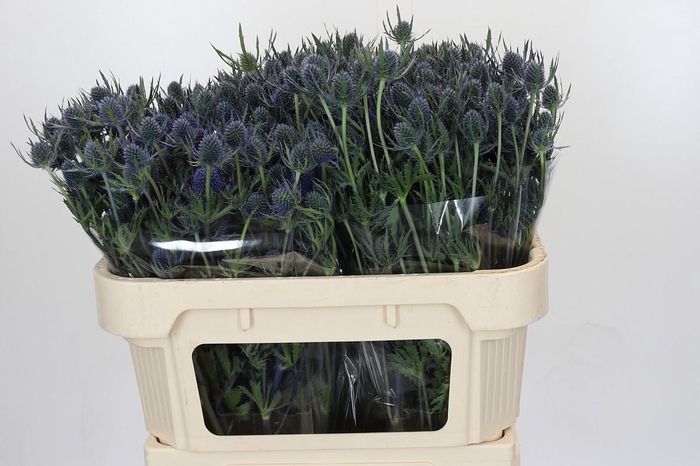 Eryngium Blue Dynamite