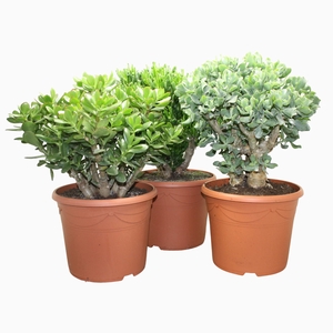 Crassula