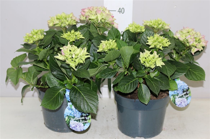 <h4>Hydrangea Macr Blauw</h4>
