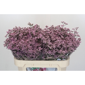 Limonium ov Safora Oshi Pink