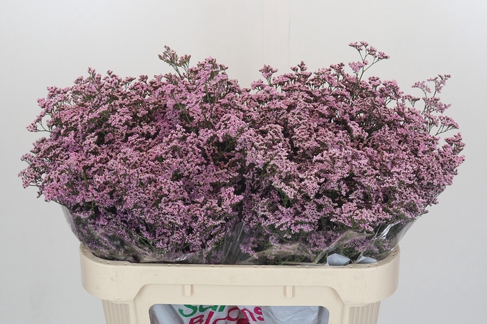 <h4>Limonium ov Safora Oshi Pink</h4>