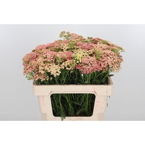 Achillea Lachsschonheit