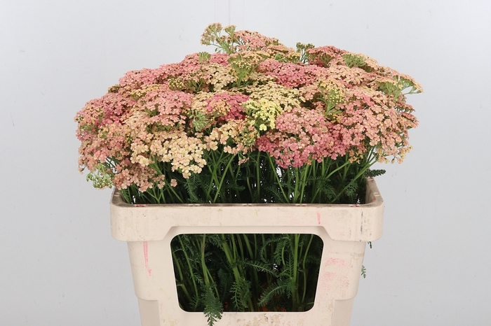 <h4>Achillea Lachsschonheit</h4>