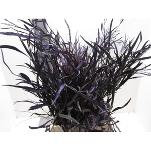 Grevillea Aubergine