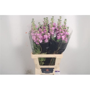 MATTH IRON PINK