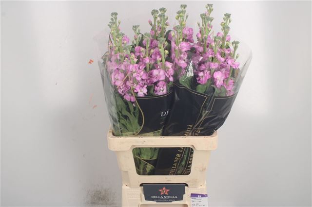 MATTH IRON PINK