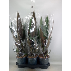 Alocasia lauterbachiana