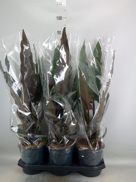 <h4>Alocasia lauterbachiana</h4>