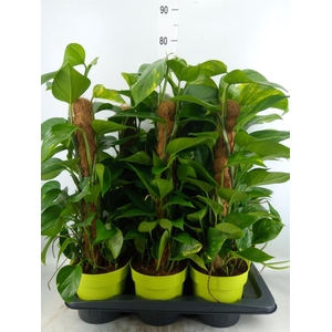 Epipremnum pinn.   ...moss stick