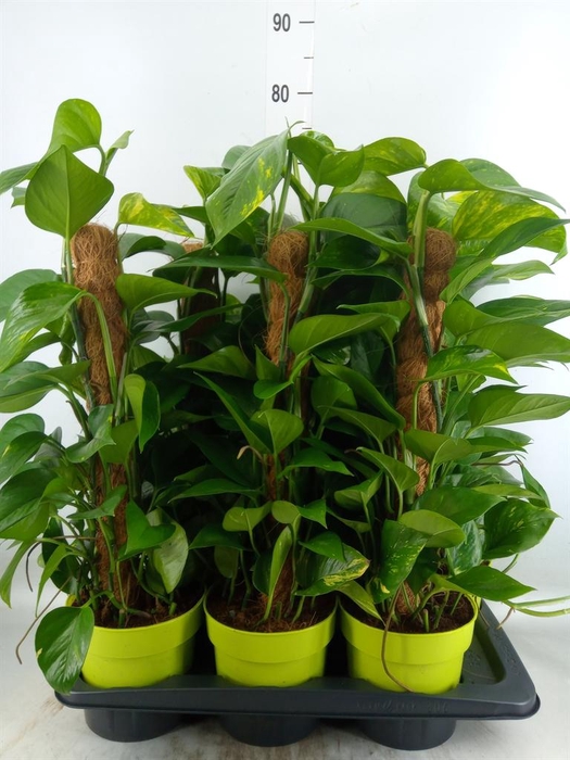 <h4>Epipremnum pinn.   ...moss stick</h4>