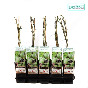 Passiflora Edulis P15