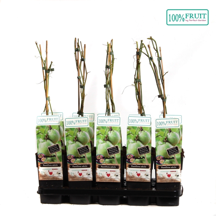 <h4>Passiflora Edulis P15</h4>