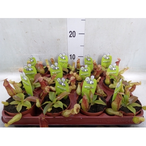 Nepenthes    ...
