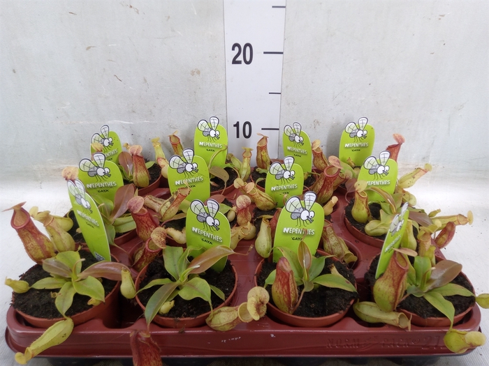 <h4>Nepenthes    ...</h4>