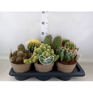 Cactus   ...mix