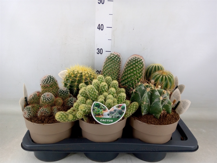 <h4>Cactus   ...mix</h4>