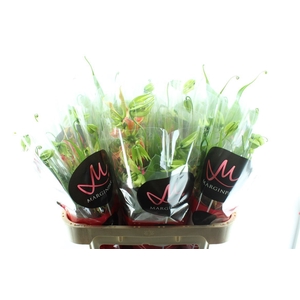 Gloriosa S Fifty Shades