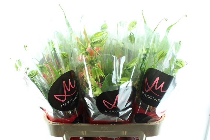 <h4>Gloriosa S Fifty Shades</h4>