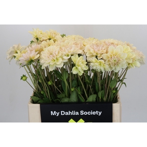 Dahlia Champagne
