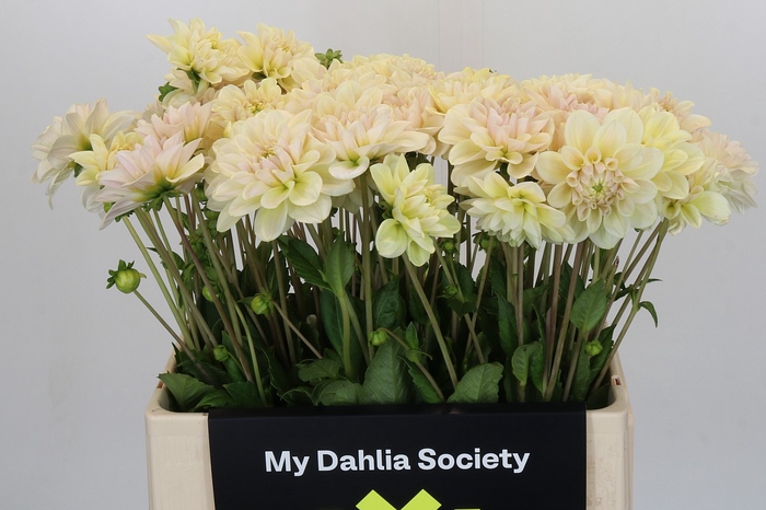 Dahlia Champagne