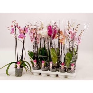 PHAL GEM
