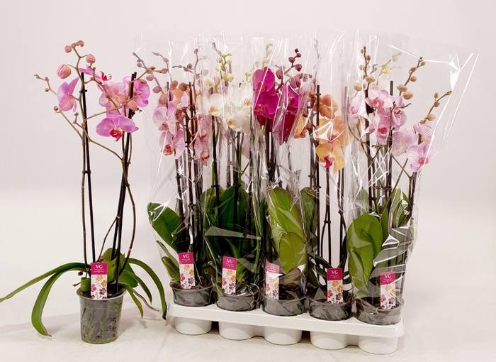 PHAL GEM