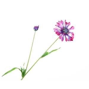 Centaurea Korenbloem Pink