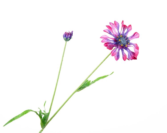 <h4>Centaurea Korenbloem Pink</h4>